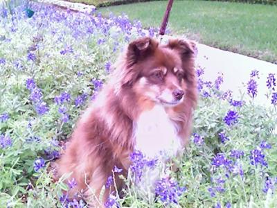 Chelsea in Texas Blue Bonnets