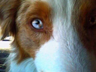 Our blue eyed red merle boy!