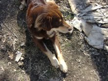 This is TBear.  He's just lounging around hangning loose.