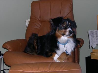 Molly Bear Sitting Pretty - almost 2 yrs old.