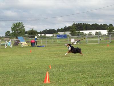 Molly Bear Frisbee Catch @ 2.5 yrs - Favorite Game