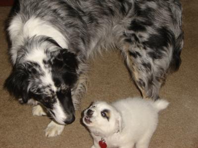 Patches barking at Bandit