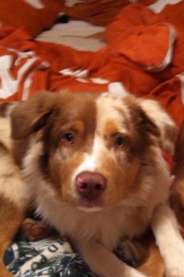 Precious Patches has his mother's eyes