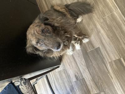 Aussie and German Shepherd Mix 