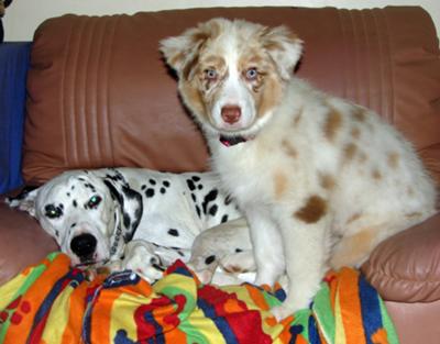 Isis on top of house brother Baringa 