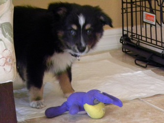 Cooper takes his toy to the pad while he pees yet again