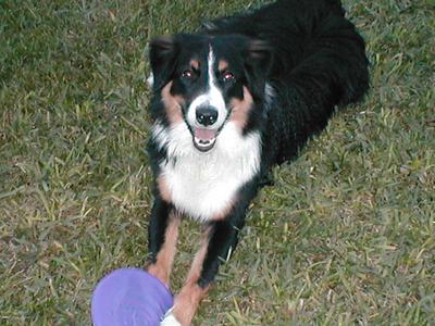 Rascal taking a frisbee break