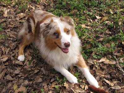 Ryder the Coolest Dog Ever