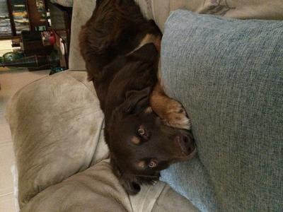 This is my fur baby Scout