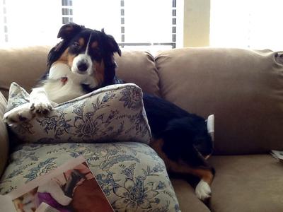 lounging on the banned couch pillows