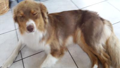 short haired australian shepherd