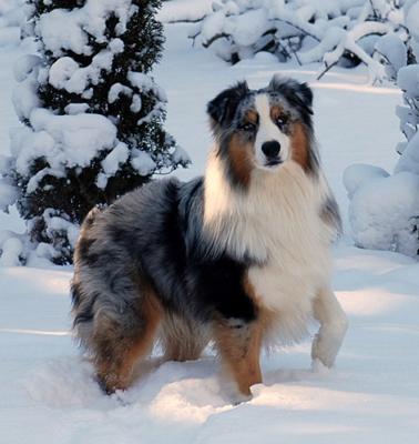 Smooch in the Snowy Adirondacks