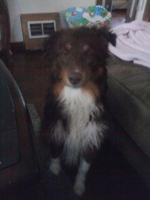 hah! i love how his personality comes through here, like he's mad he got a bath! lol