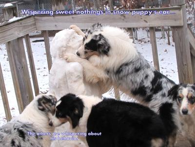 Rockland Aussies... Shooter and the girls.