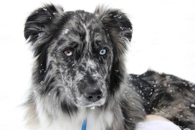 Sookie loves to be outside no matter the weather.