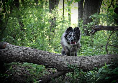 Plowing through the woods at top speed!