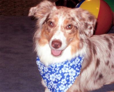 Sooky the therapy dog