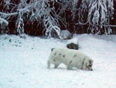 Jasmine in the Snow Dec 08