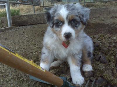 Starla sitting on a pile of horse poo!