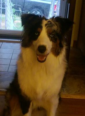 Gypsy blue just turned 9 months