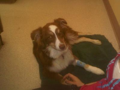 My daily visit to see my girl while she was recovering