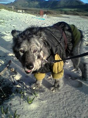 Rosy & Supernova at Seawolf Beach