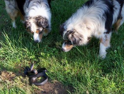 Tazor and Trigger. This is a picture of the boys looking at a snake.