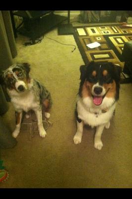 My two pups! Broly is Never camera shy! 