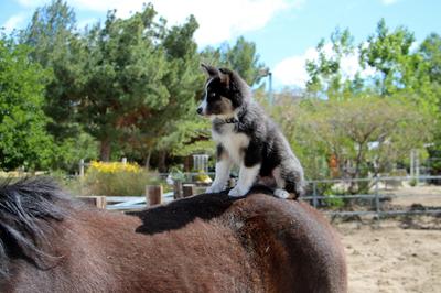 Already riding horses at 11 weeks old