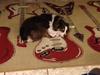 Napping on my guitar rug