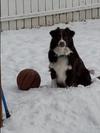 Basket ball fun in the snow