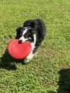 Playing Frisbee
