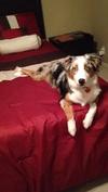 Zona the Aussie