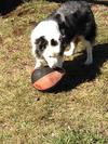 Aussie and his ball