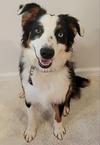 Seeniy Australian Shepherd tri color