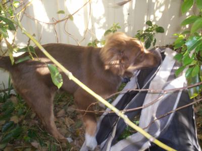 Toby and his tunnel, he never leaves it. 