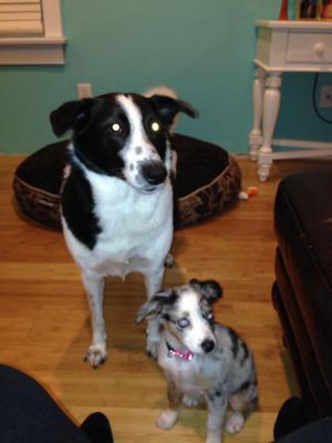 My 4yr old border collie with our Aussie pup