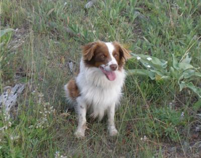 Tulsa on a scouting hike