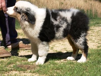 Thunder from down under