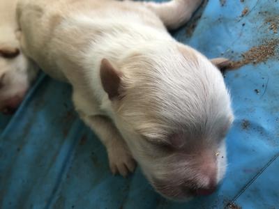 What color is my Aussie Heeler and what color will it be when older?