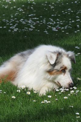 Casper enjoying a rare quiet moment