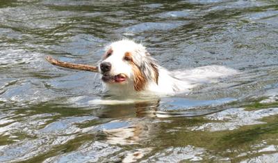 Cooling off with a swim