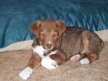 First day in his new forever home