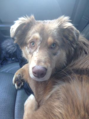 My amazing companion