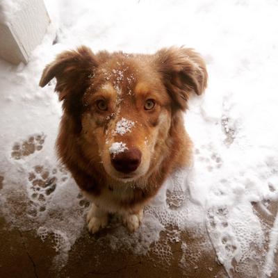 Sammy loves the snow!
