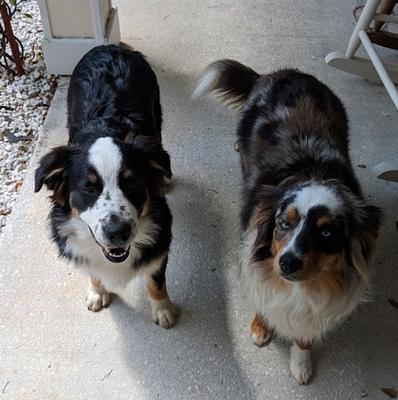 Mom on right; Bandit (Dad) on left.