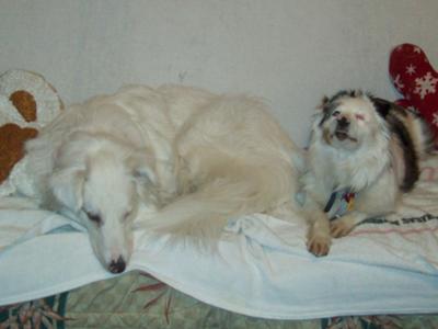 Double Merle Aussie Girls