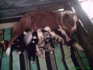 Sam's mother with litter-1