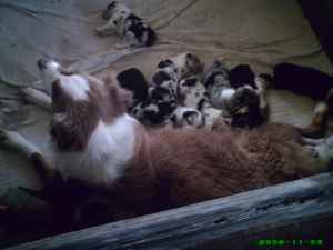Sam's mother with litter-2