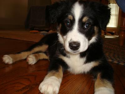 Jack on his first day in his new home